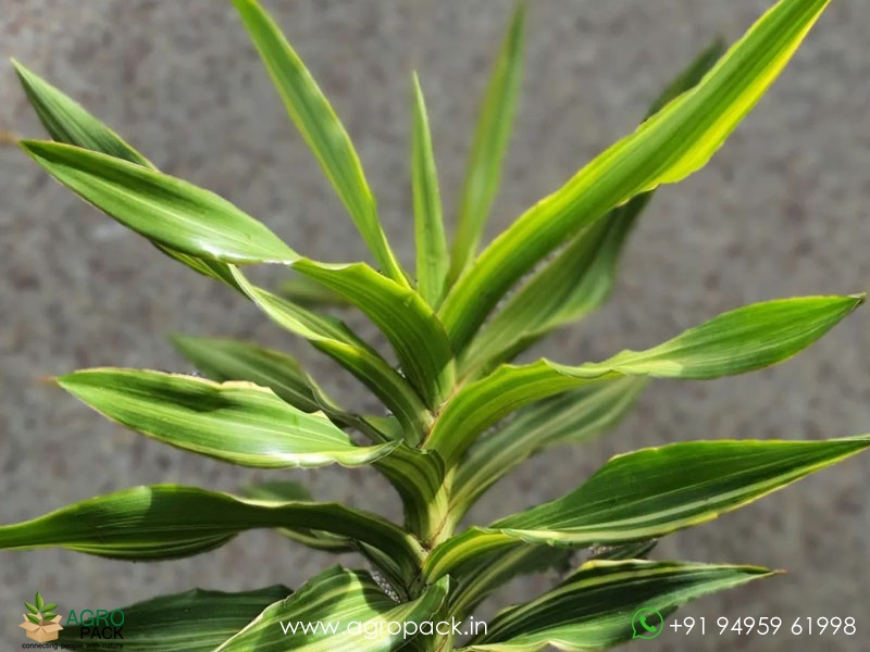 Sansevieria-Dumetescens-Variegated4