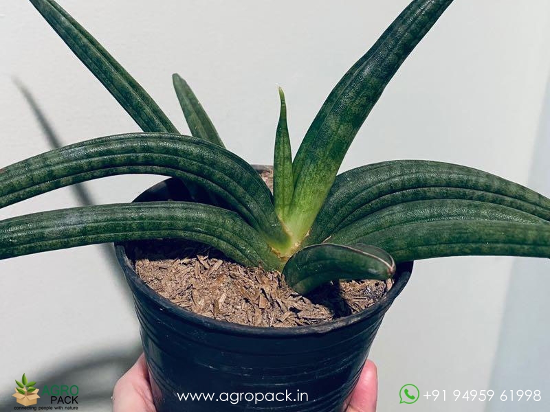 Sansevieria-Ed-eby-Patens1