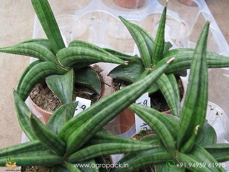 Sansevieria-Ed-eby-Patens2