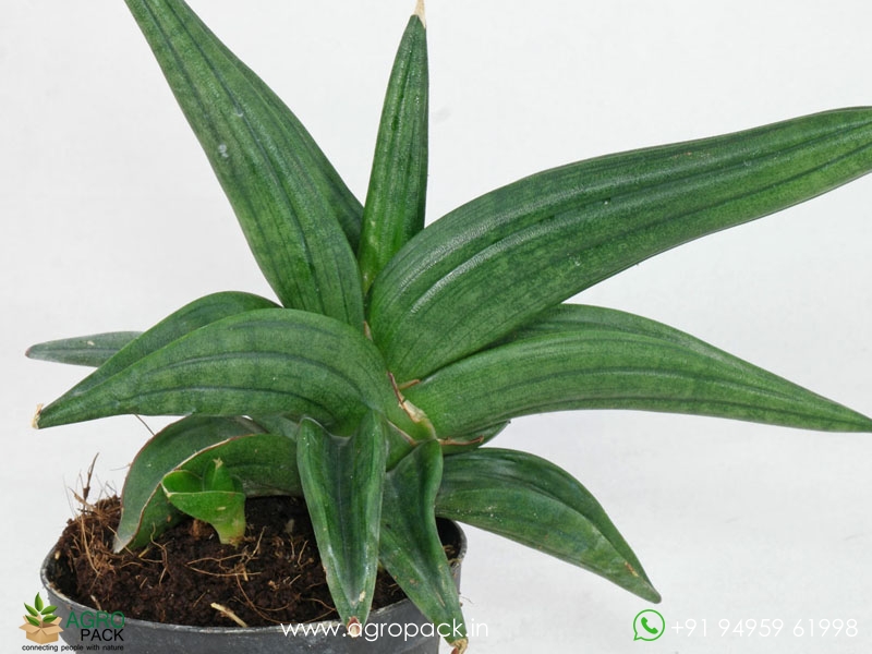 Sansevieria-Ed-eby-Patens3