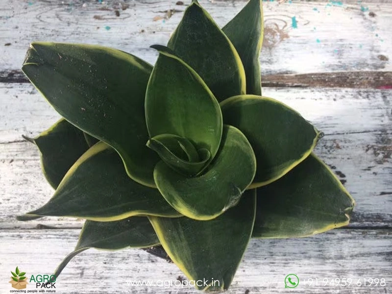 Sansevieria-Emerald-Windmill1
