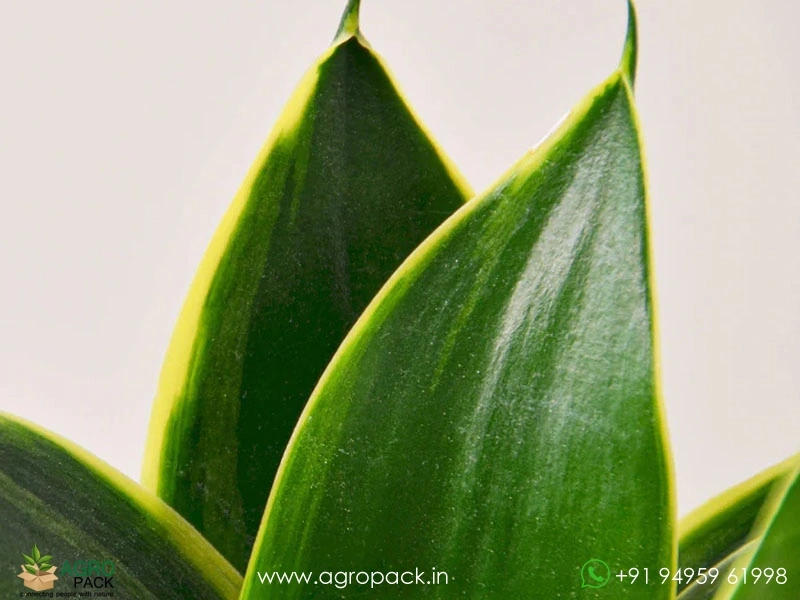 Sansevieria-Emerald-Windmill2