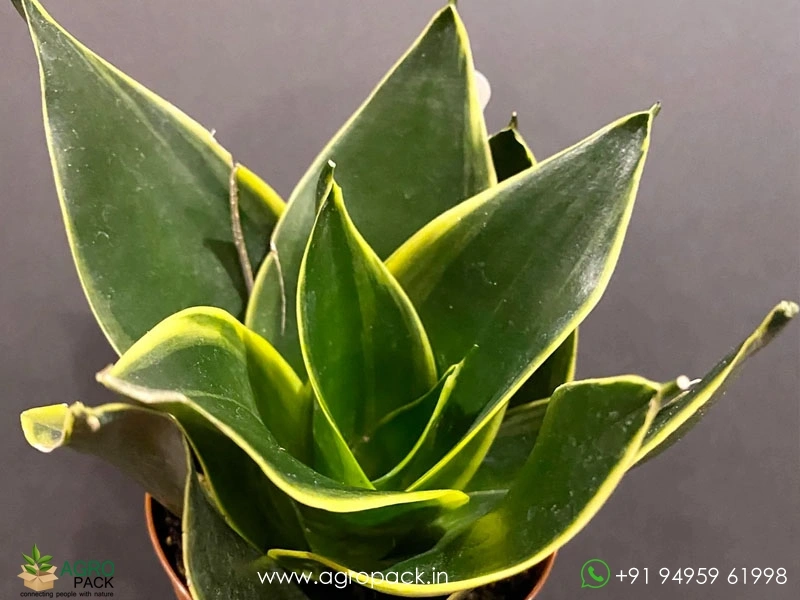 Sansevieria-Emerald-Windmill3