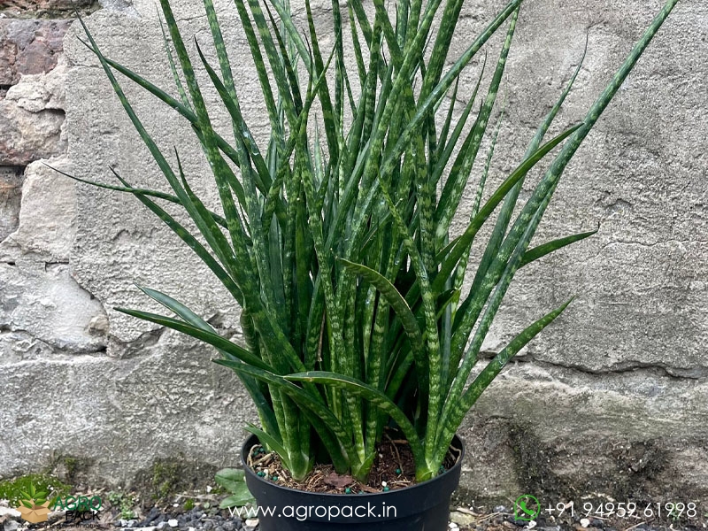 Sansevieria-Fernwood-Mikado1