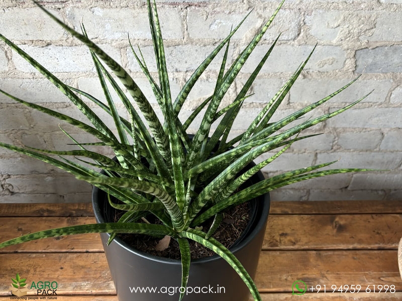 Sansevieria-Fernwood-Mikado2