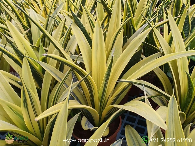 Sansevieria-Golden-Flame1