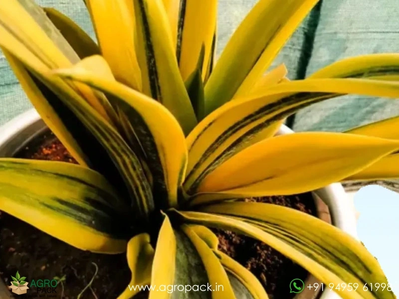 Sansevieria-Golden-Flame2