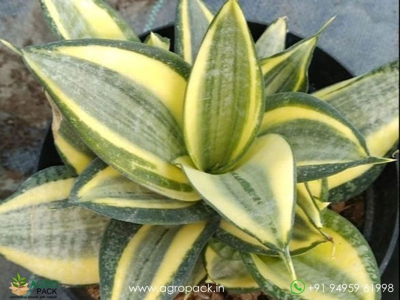 Sansevieria-Golden-Haini4