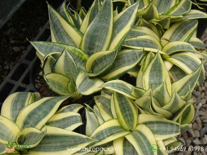Sansevieria-Golden-Haini6