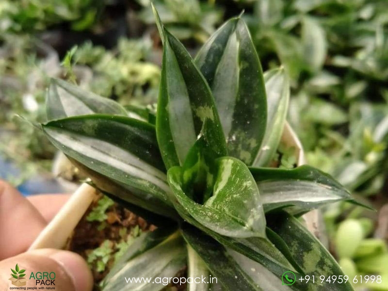 Sansevieria-Hahnii-Silver-Streaker1