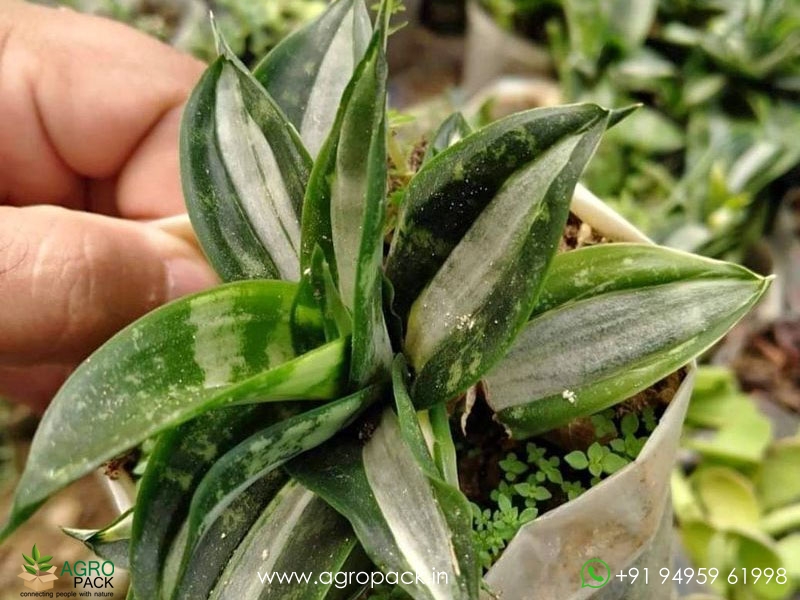 Sansevieria-Hahnii-Silver-Streaker2