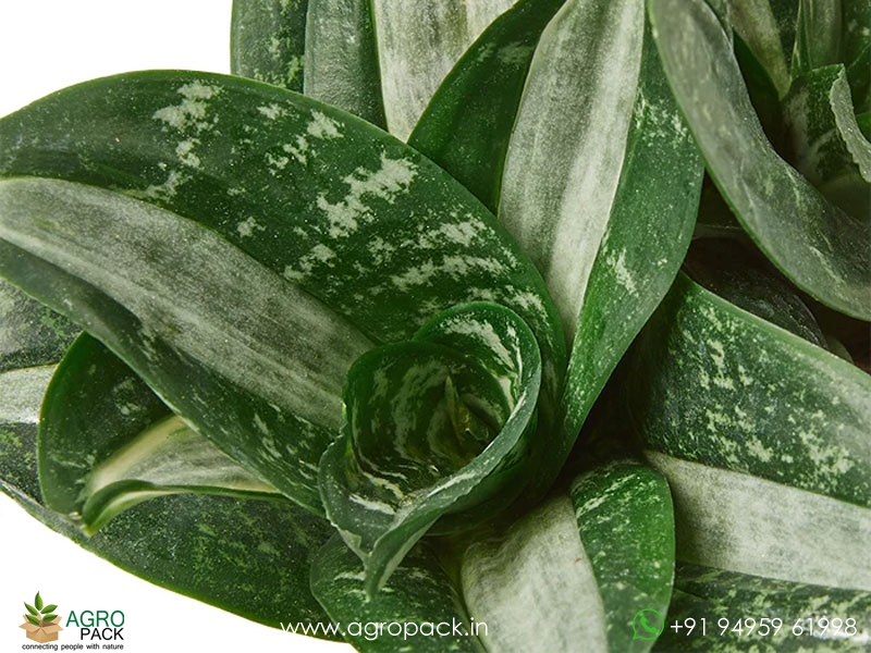 Sansevieria-Hahnii-Silver-Streaker3