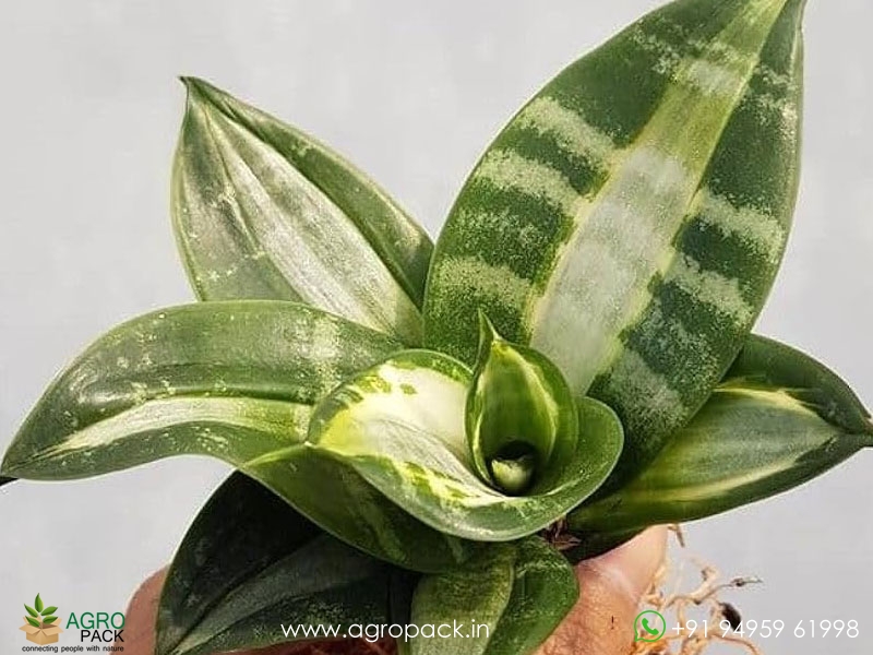 Sansevieria-Hahnii-Silver-Streaker4