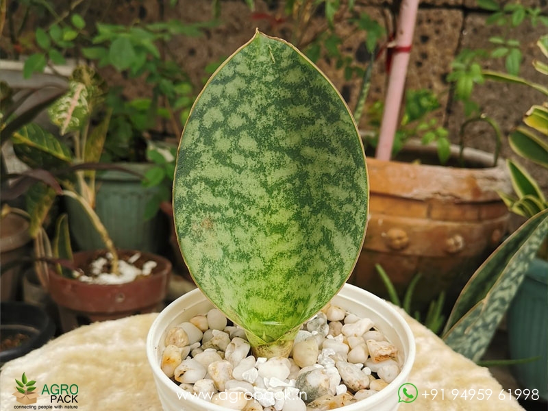 Sansevieria-Hu-Chang1