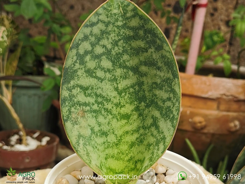 Sansevieria-Hu-Chang2