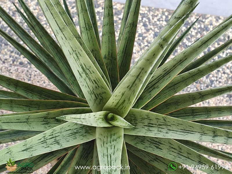 Sansevieria-Hybrid--Fenomenal2