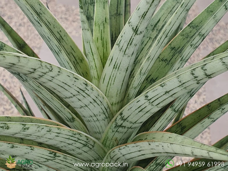 Sansevieria-Hybrid--Fenomenal3