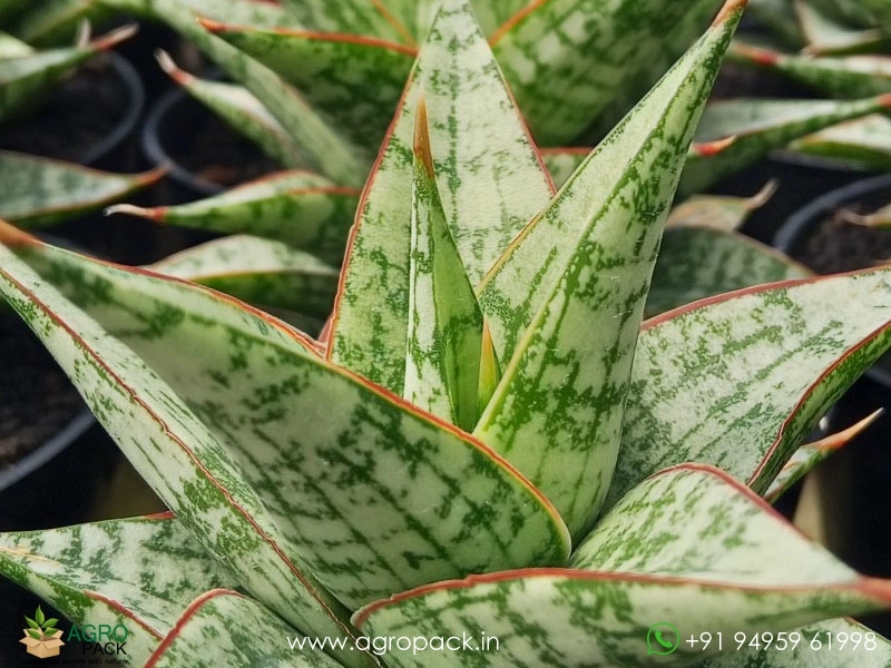 Sansevieria-Hybrid-Deasy1