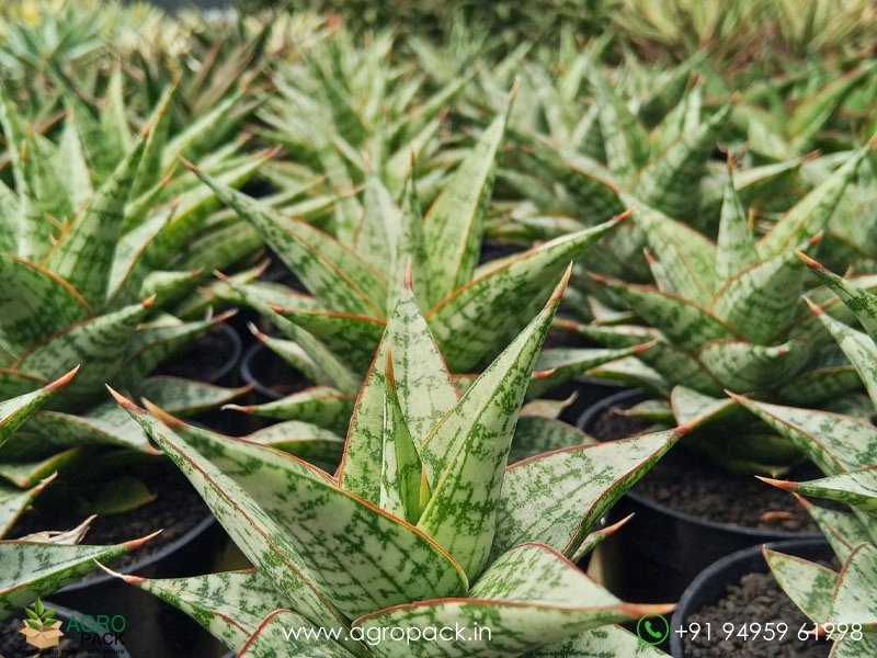 Sansevieria-Hybrid-Deasy2