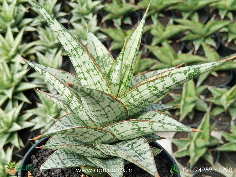Sansevieria-Hybrid-Deasy3