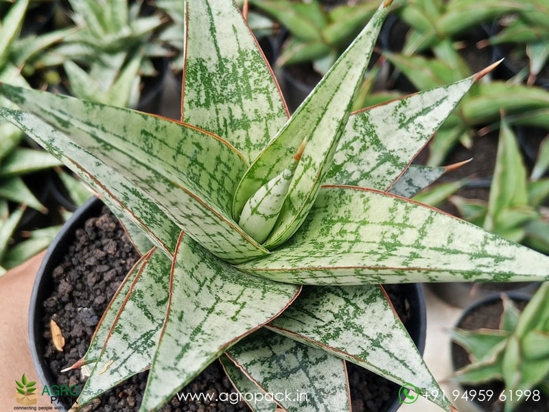 Sansevieria-Hybrid-Deasy4