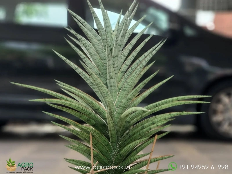 Sansevieria-Hybrid-Fenomenal1