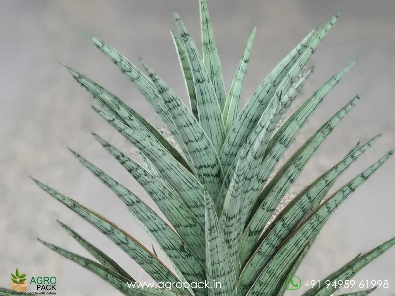 Sansevieria-Hybrid-Fenomenal4