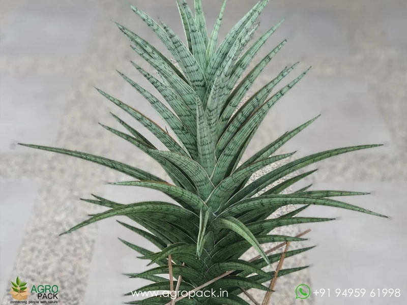 Sansevieria-Hybrid-Fenomenal5