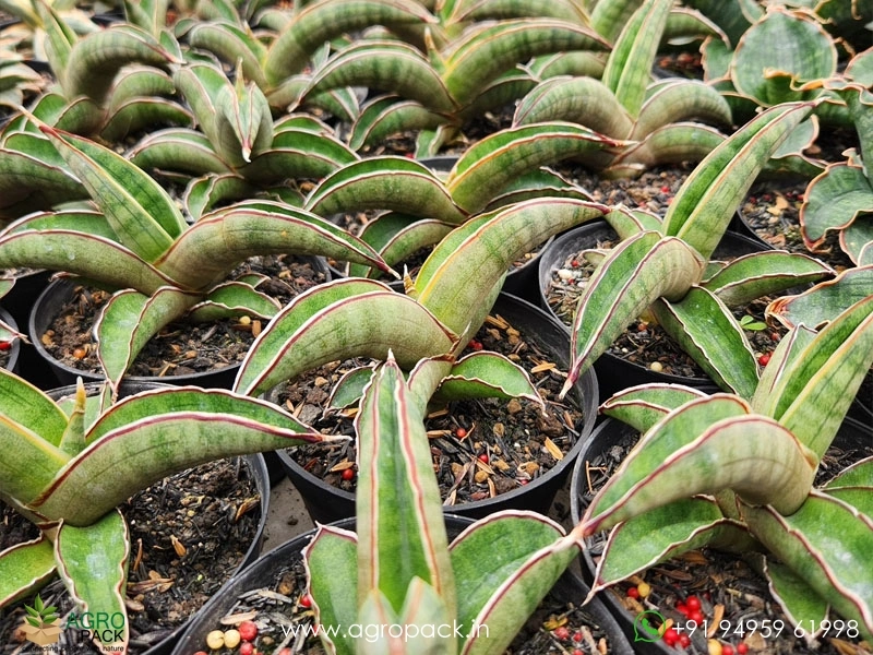 Sansevieria-Pfisteri1