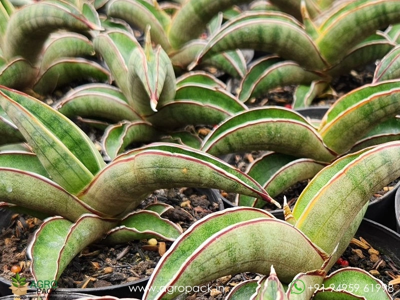Sansevieria-Pfisteri2
