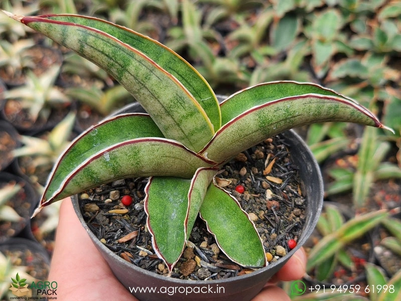 Sansevieria-Pfisteri4