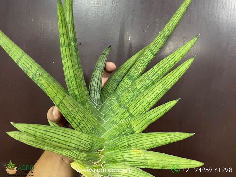 Sansevieria-Rookie3