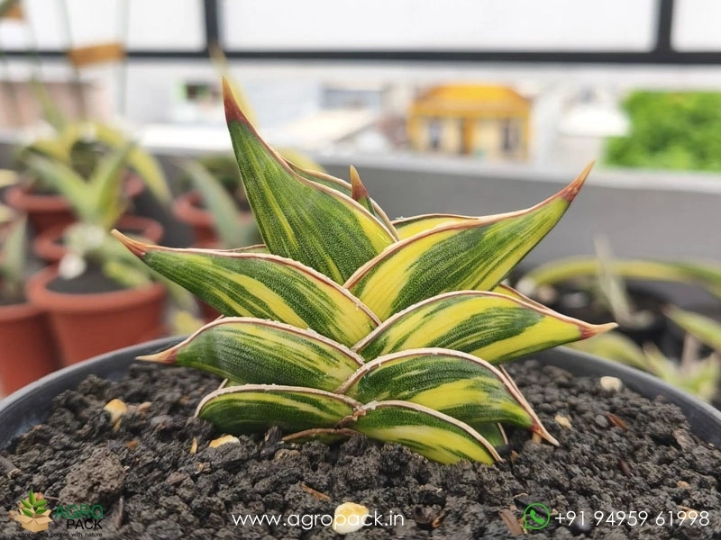 Sansevieria-Rorida-Dagger1
