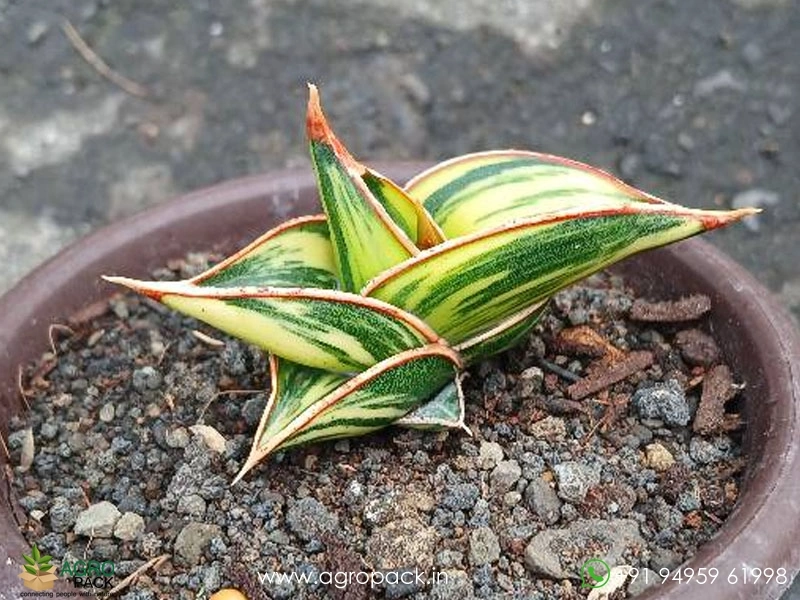 Sansevieria-Rorida-Dagger3