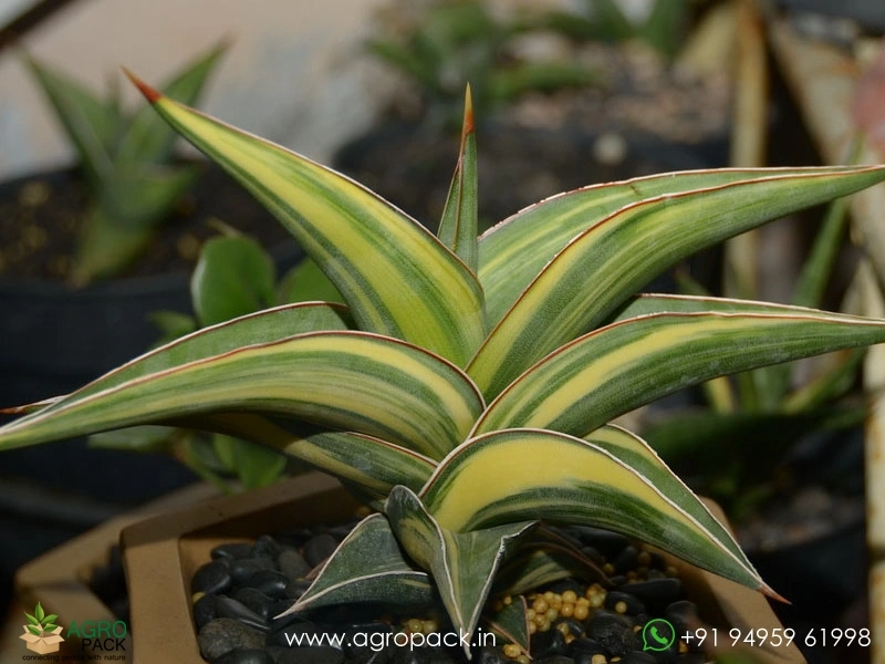 Sansevieria-Rorida-Dagger5