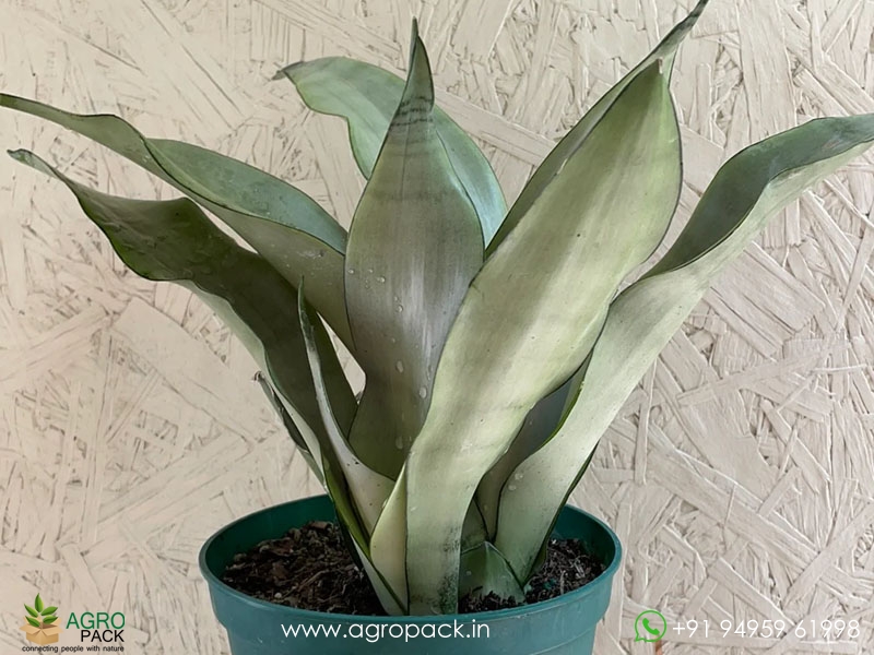 Sansevieria-Silver1