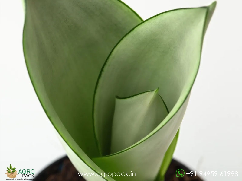 Sansevieria-Silver3