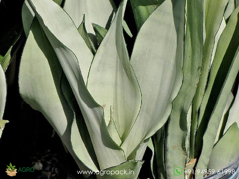 Sansevieria-Silver4