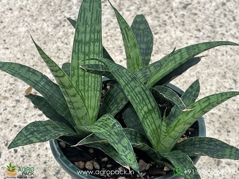 Sansevieria-Trifasciata-Silver-Steel1