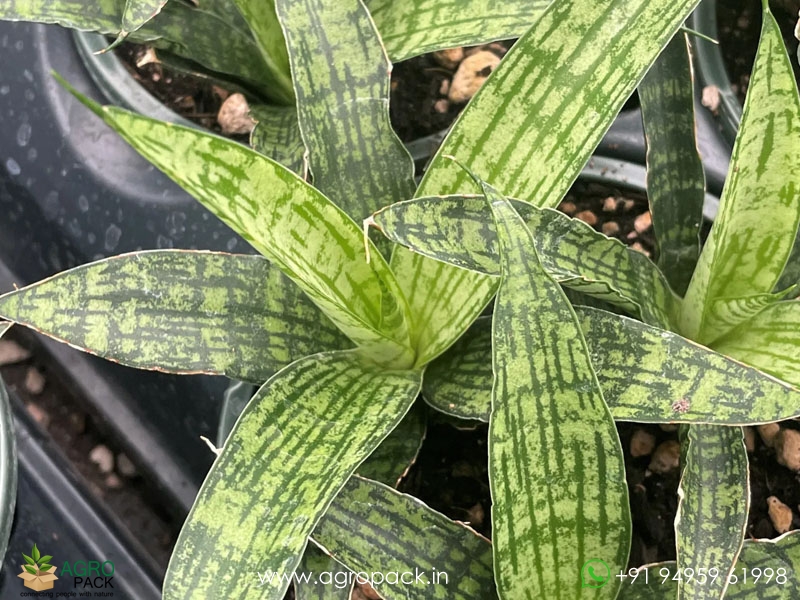 Sansevieria-Trifasciata-Silver-Steel2