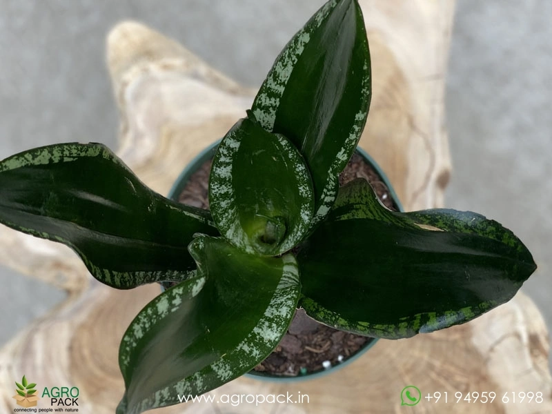 Sansevieria-Whitney2
