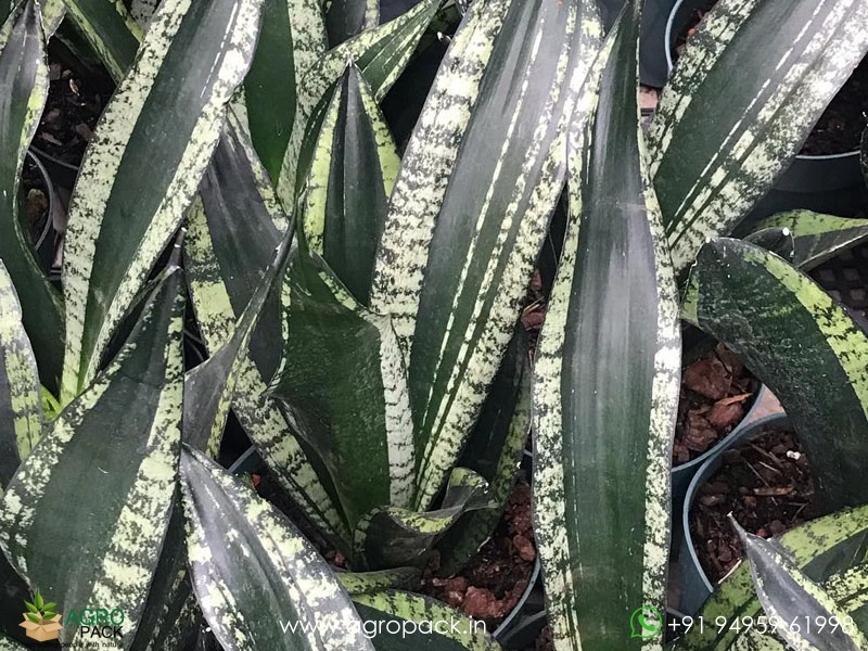 Sansevieria-Whitney5