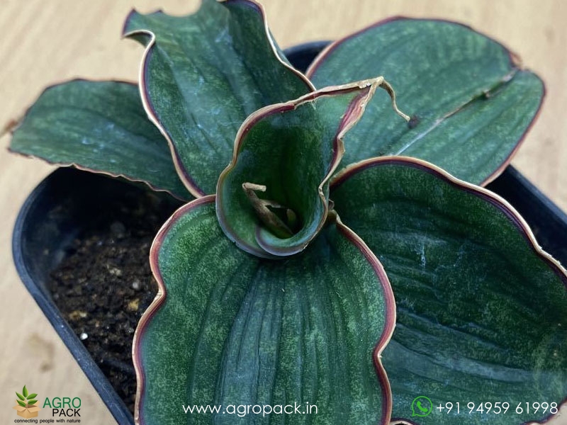 Sansevieria-watermark1