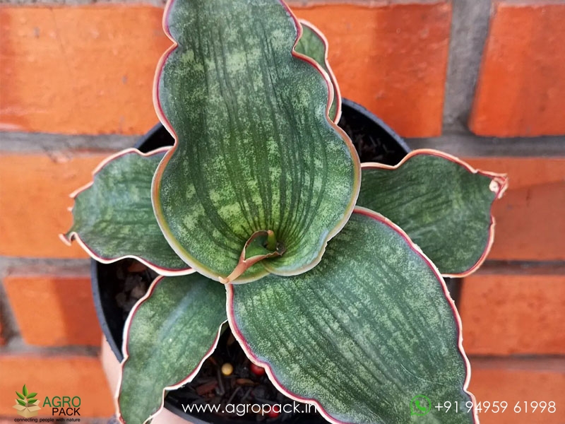 Sansevieria-watermark2