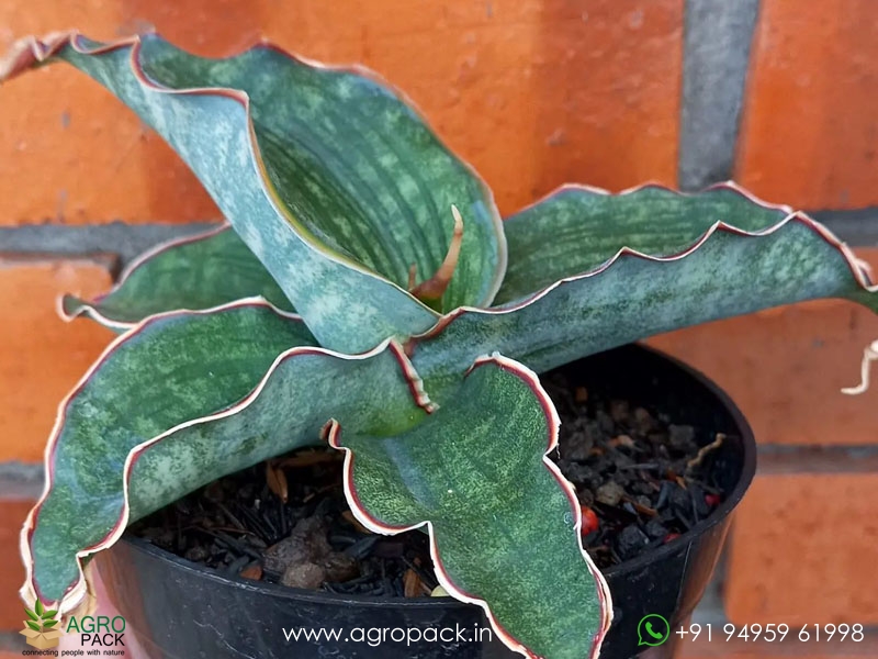 Sansevieria-watermark3