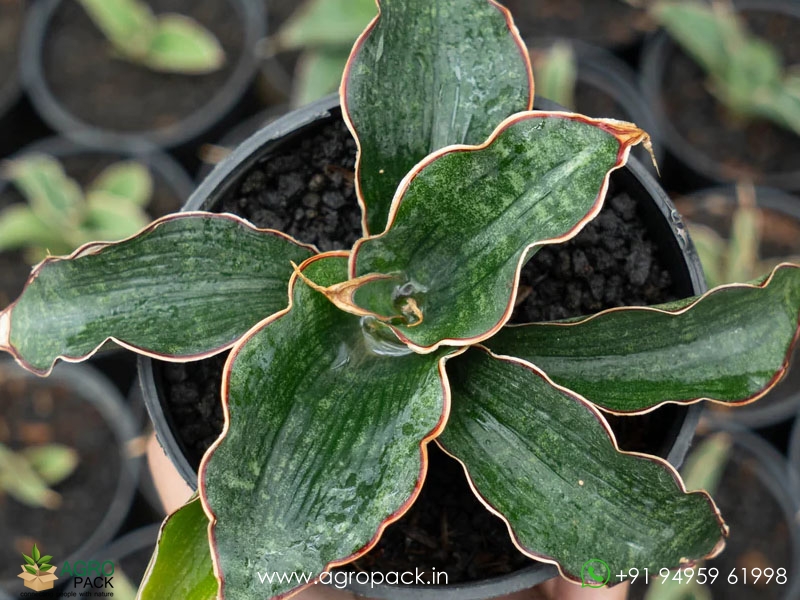 Sansevieria-watermark5