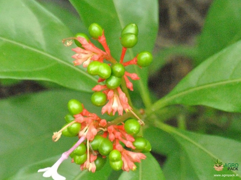 Sarpagandha1