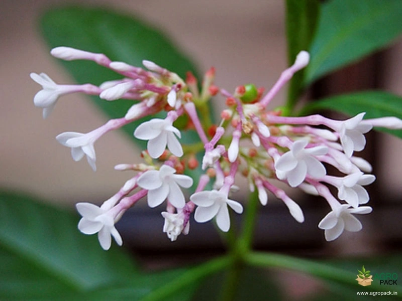 Sarpagandha2