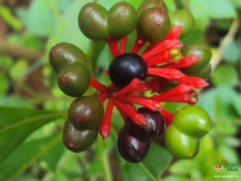 Sarpagandha4