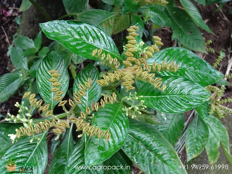 Sarpakshi-Plant1